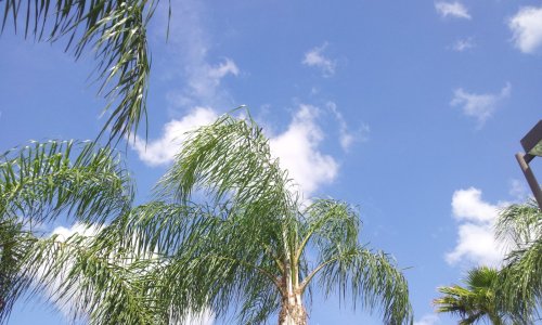 florida palms